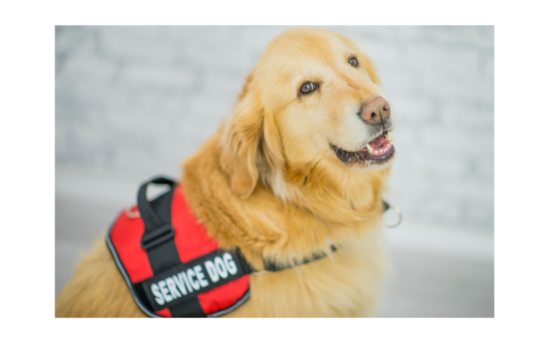 Service dog needs your help to take care of his companion.