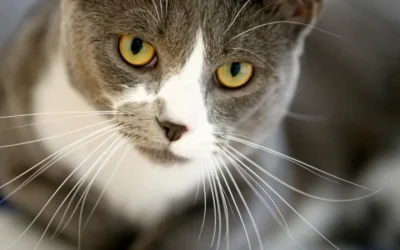 Mondays Most Needed: Help Snickers the Kitty Pass Over the Rainbow